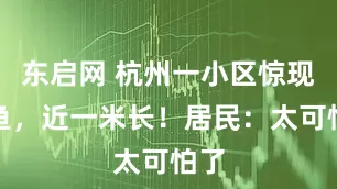 东启网 杭州一小区惊现鳄鱼，近一米长！居民：太可怕了